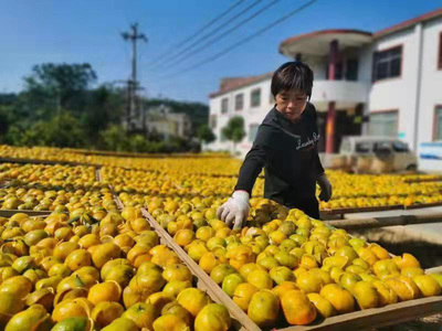 三鏈融合激活億元產(chǎn)業(yè)發(fā)展新動能——以浦北縣初級農(nóng)產(chǎn)品為例