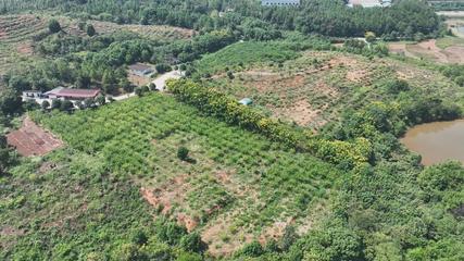 衡陽縣 荒山種下'搖錢樹'，萬畝金槐結'金米'