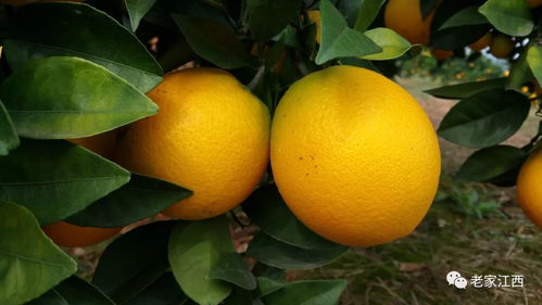 贛南臍橙 江西大地的金色驕傲