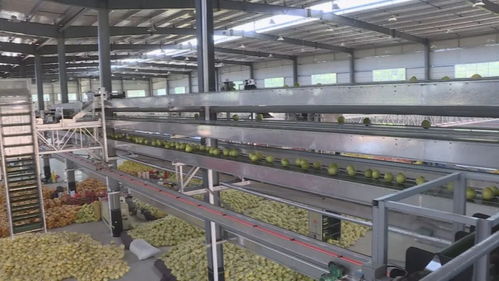 平和蜜柚 中國特色農(nóng)產(chǎn)品優(yōu)勢(shì)區(qū)的金色名片